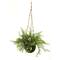 9'' Mini Ruscus, Sedum & Asparagus Fern Hanging Basket, 3ct.